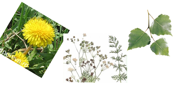 papadie-chimen-mesteacan